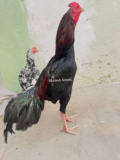 Breeder Aseel Pair Aseel Murga Mushka Lasani Patha Murgi  03098573144