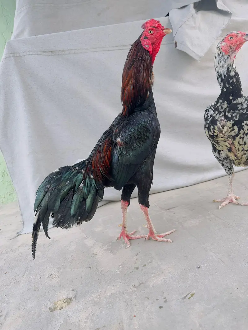 Breeder Aseel Pair Aseel Murga Mushka Lasani Patha Murgi  03098573144 — photo 5
