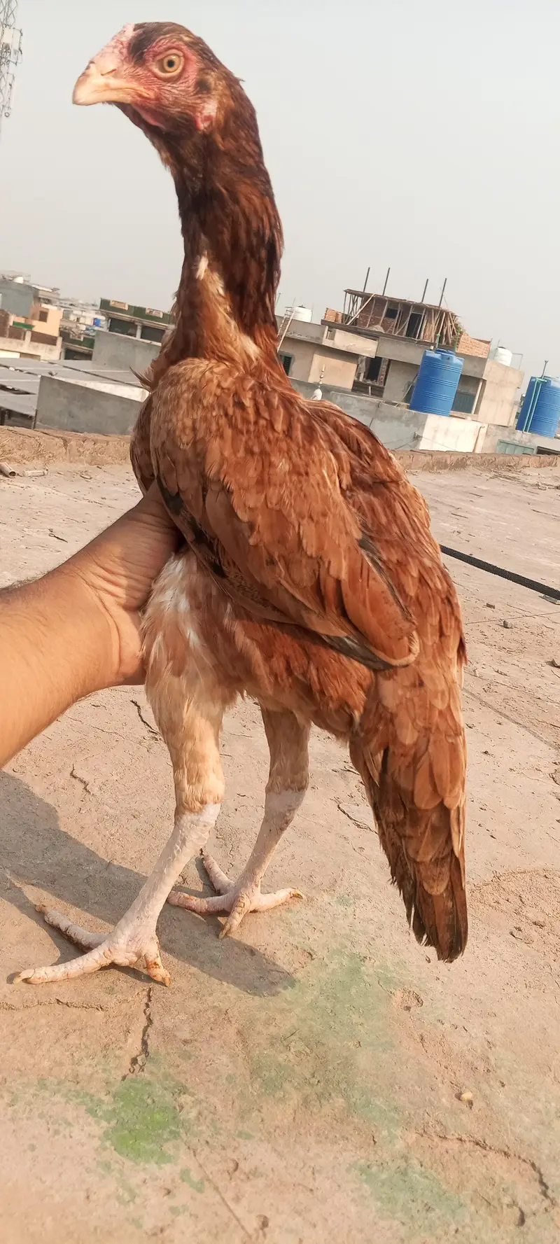Breeder Aseel Pair Aseel Murga Mushka Lasani Patha Murgi  03098573144 — photo 7