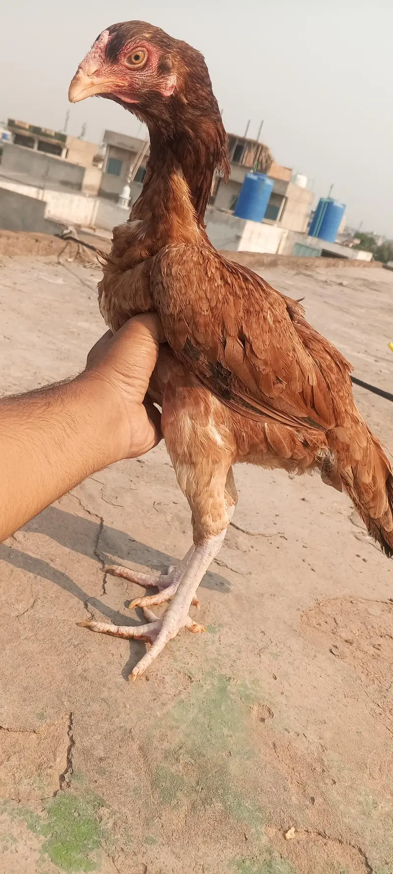 Breeder Aseel Pair Aseel Murga Mushka Lasani Patha Murgi  03098573144 — photo 8