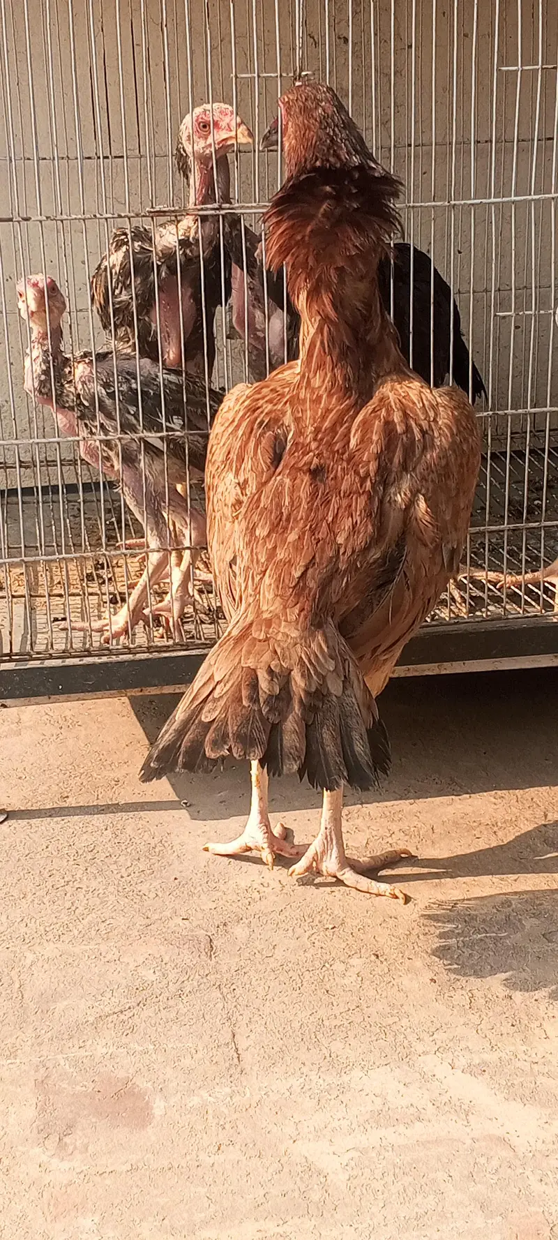 Breeder Aseel Pair Aseel Murga Mushka Lasani Patha Murgi  03098573144 — photo 11