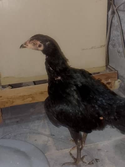 seal murgi urgent sale now 2 bachy bi hi