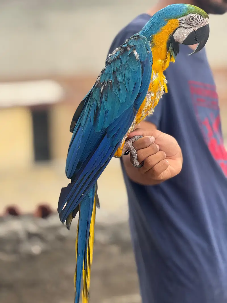 Macaw and Cockatoo available for sale — photo 2