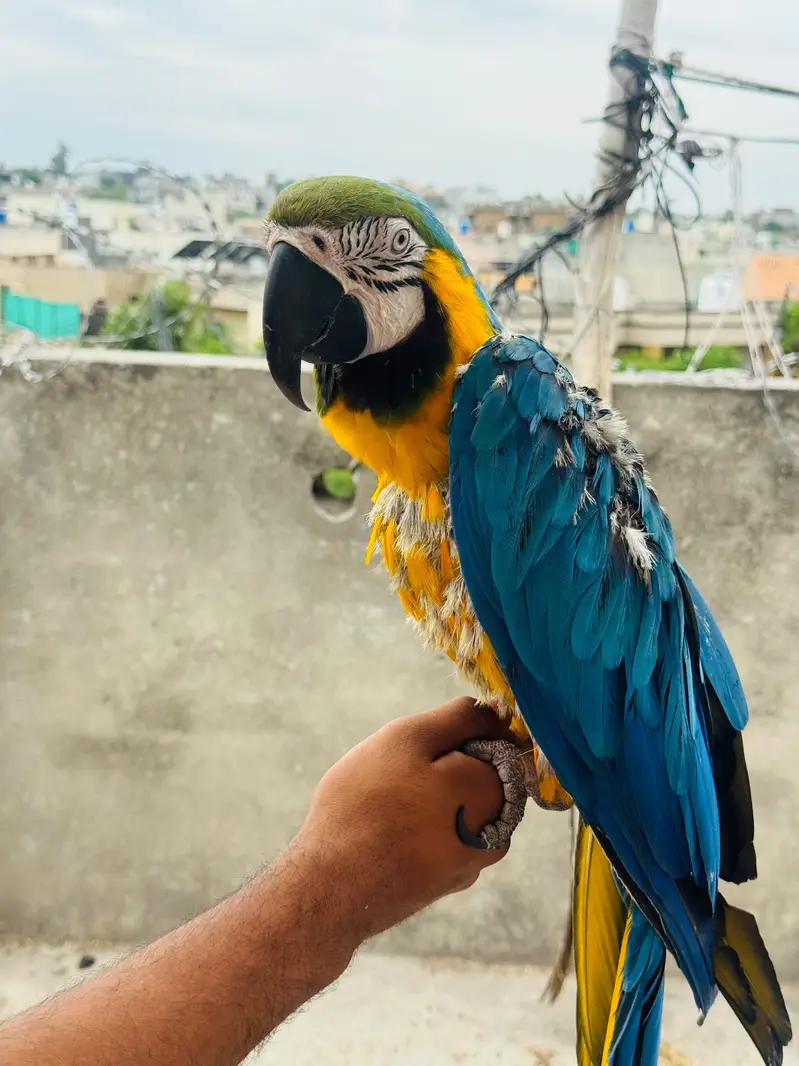Macaw and Cockatoo available for sale — photo 3