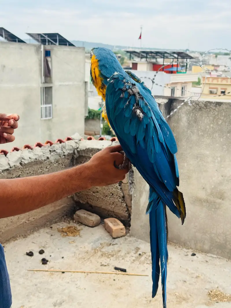 Macaw and Cockatoo available for sale — photo 4