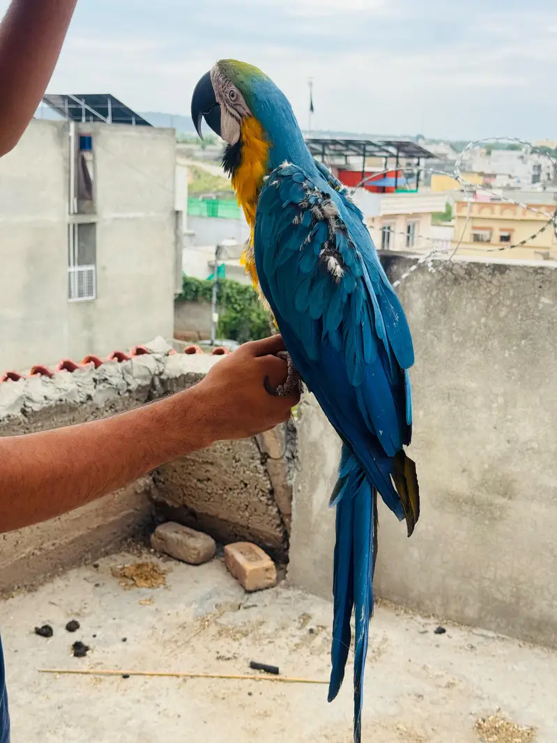 Macaw and Cockatoo available for sale — photo 5