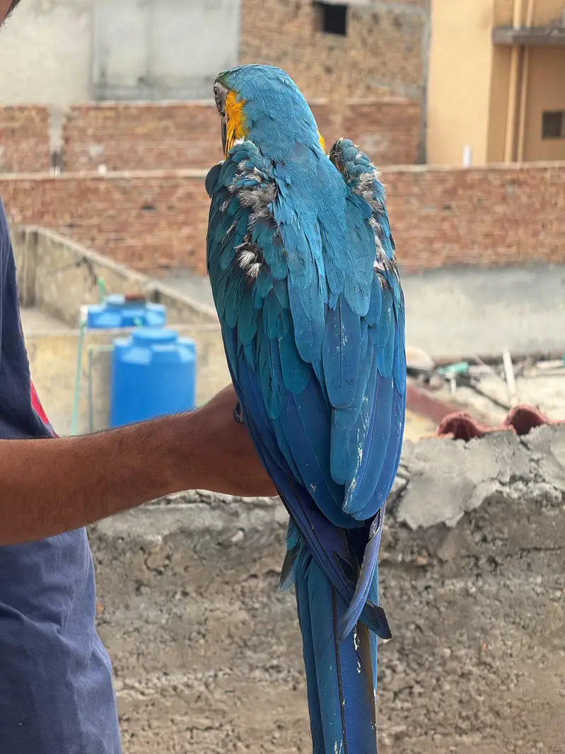 Macaw and Cockatoo available for sale — photo 6