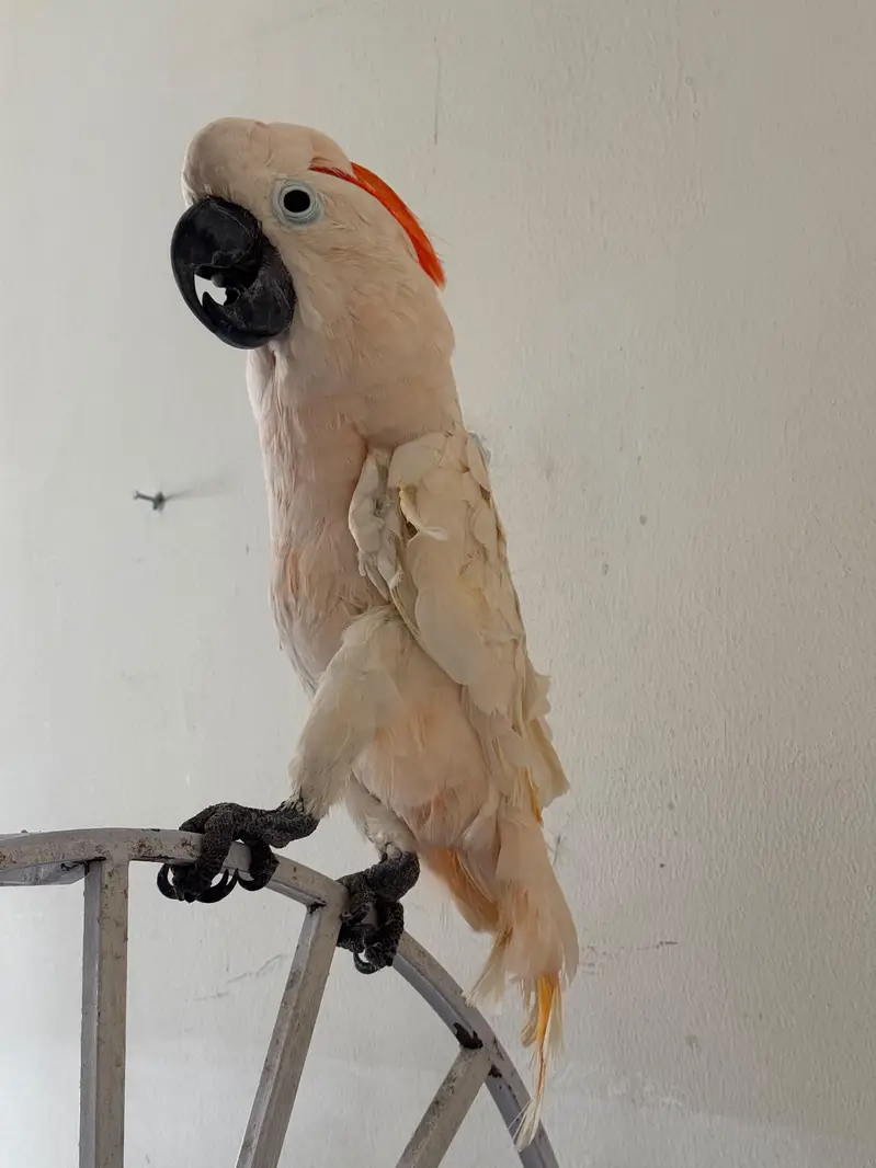 Macaw and Cockatoo available for sale — photo 7