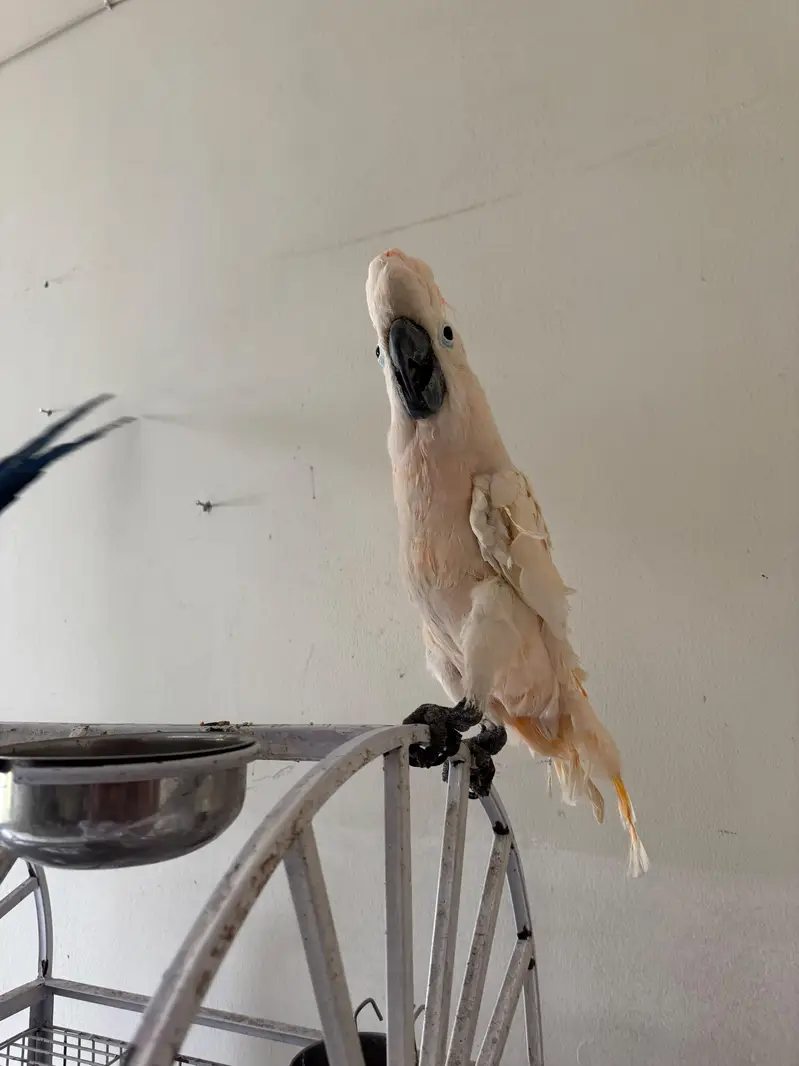 Macaw and Cockatoo available for sale — photo 8