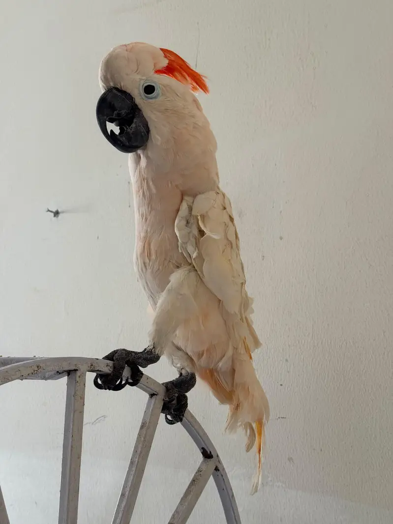 Macaw and Cockatoo available for sale — photo 9