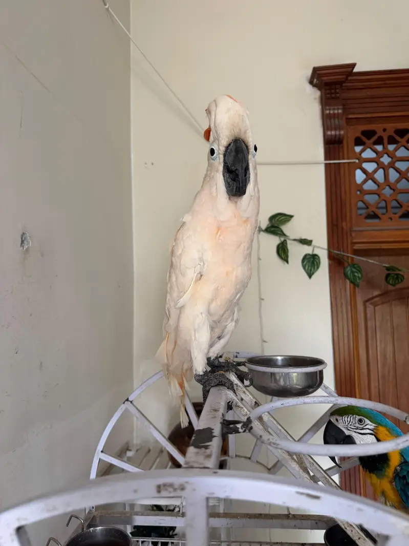 Macaw and Cockatoo available for sale — photo 11