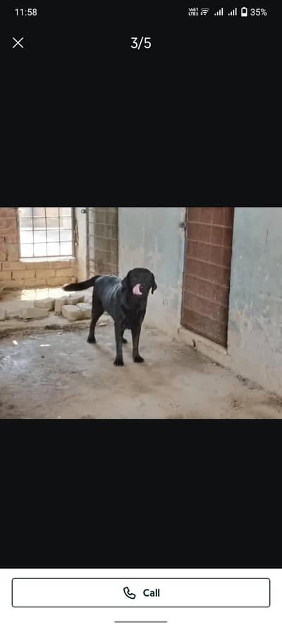 pure black labra male for sale