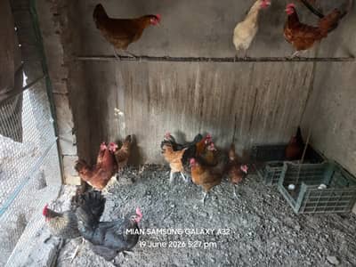 Golden misri egg laying hens ,  All Healthy and active , Age 11 months