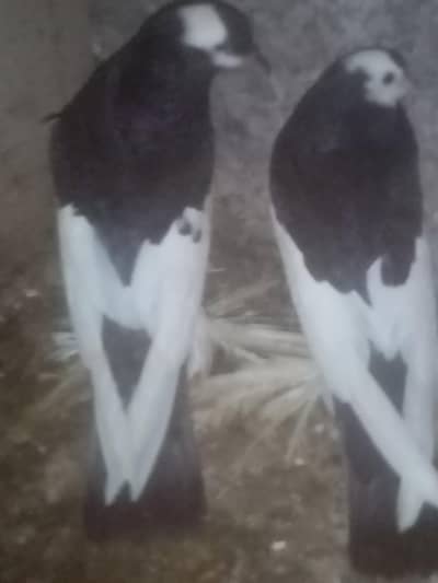 Haideri birds and peogeon