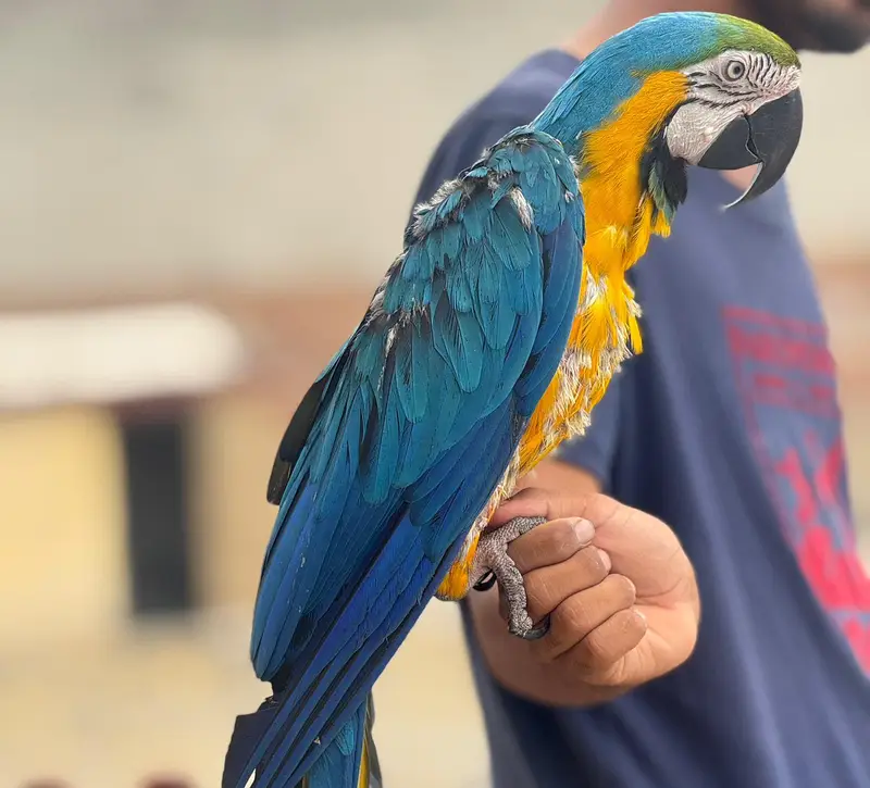 Macaw and Cockatoo available for sale