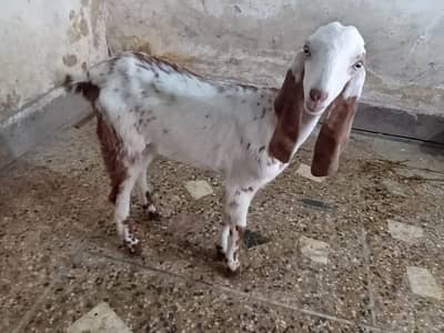 2 makhi cheeni madian