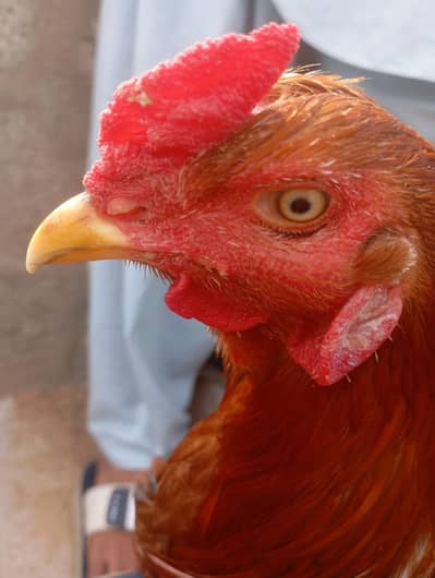 aseel murgha one eye best for breeding