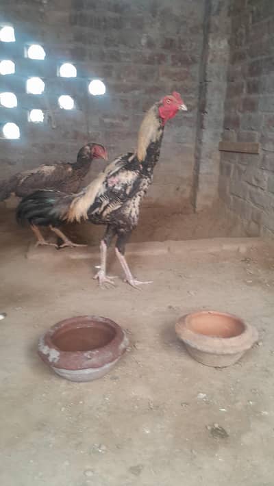 Shamo cross patha