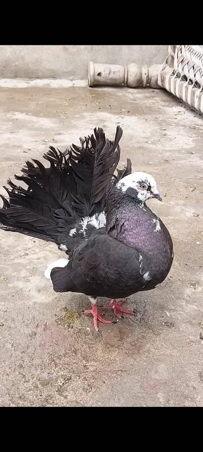 Lucky Breeder Pair For Sale