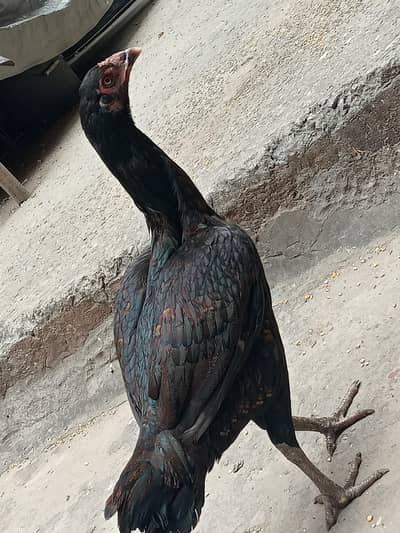 Aseel Thai Extremely Beautiful Full Black Hen