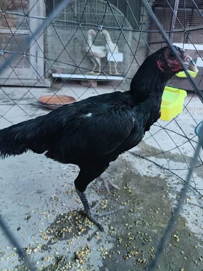Thai pokoya orDragon Murga Aseel chicks pathi Punas, Burmi,Dragon