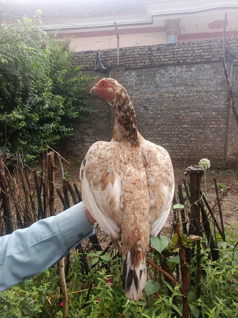 3 females and one chena male best top quality for shock and breeding