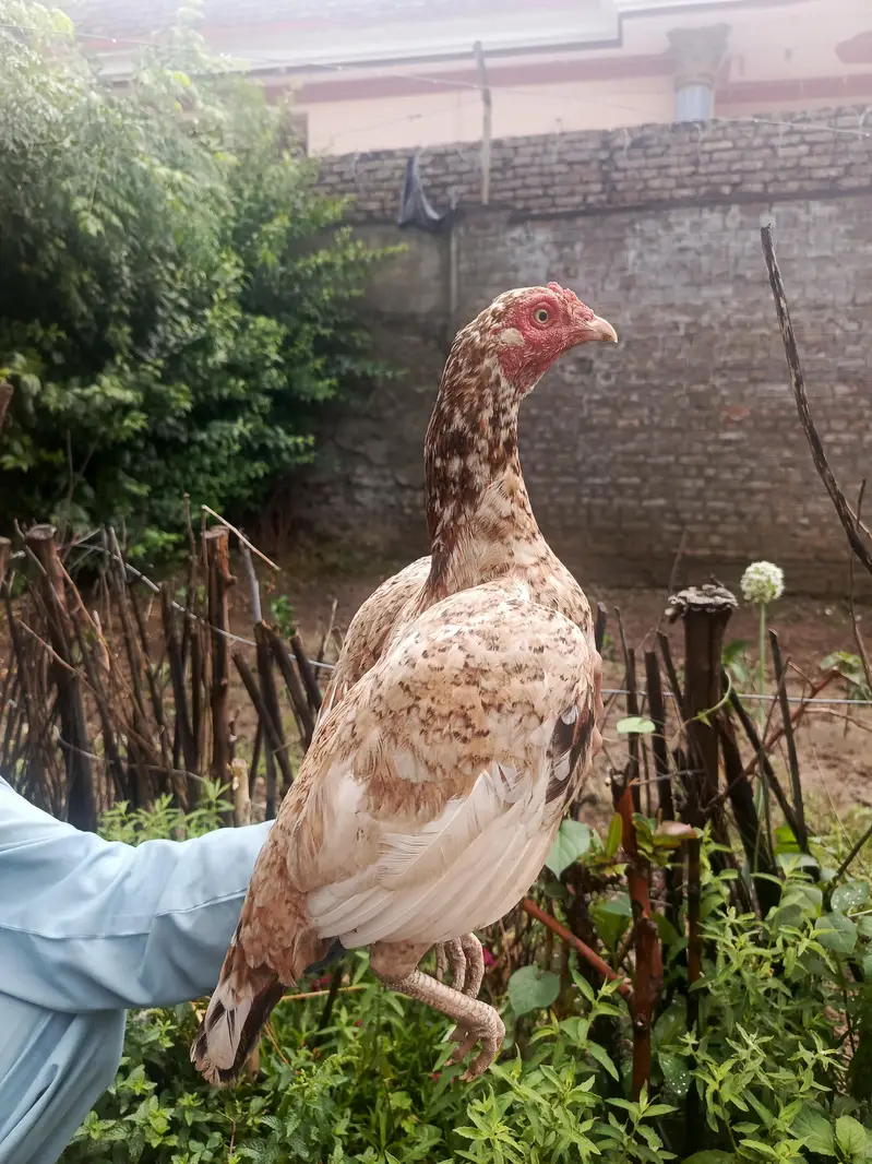 3 females and one chena male best top quality for shock and breeding — photo 3