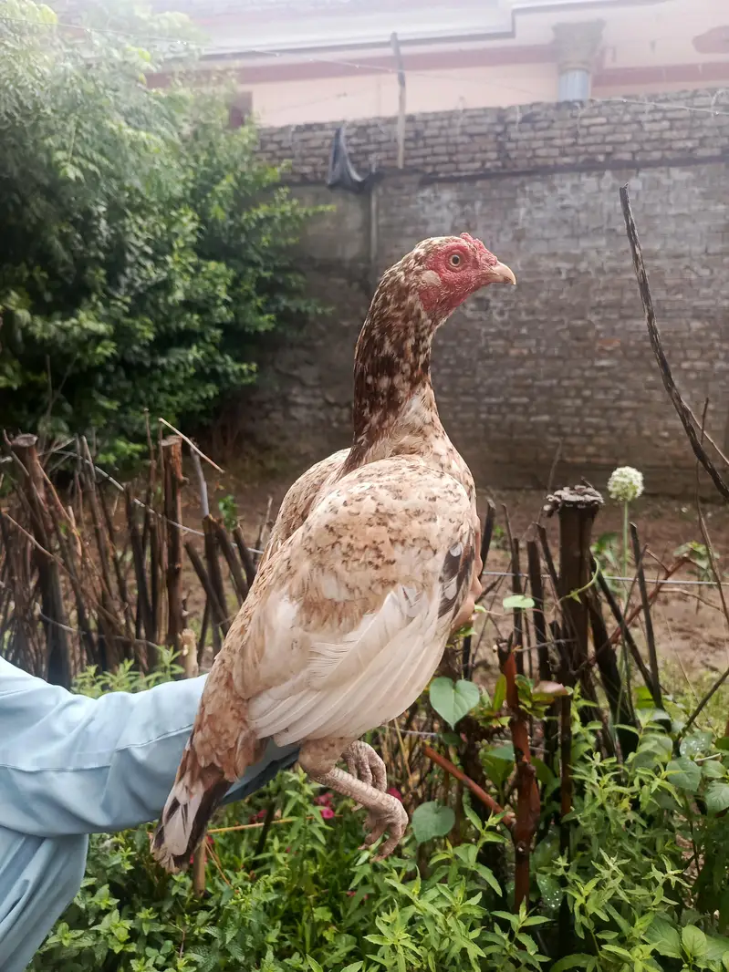 3 females and one chena male best top quality for shock and breeding — photo 4