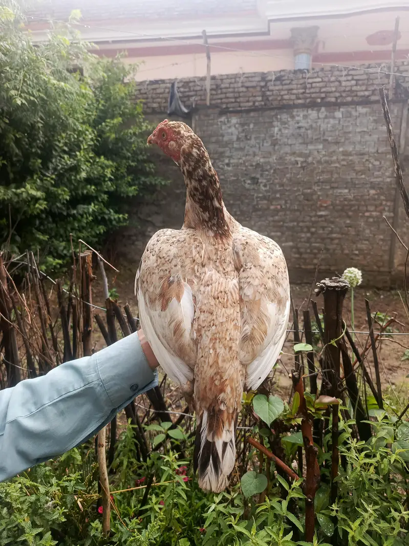 3 females and one chena male best top quality for shock and breeding — photo 5