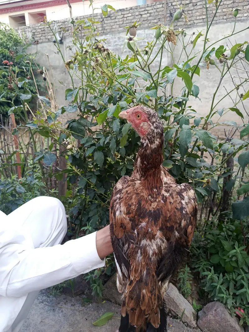 3 females and one chena male best top quality for shock and breeding — photo 11