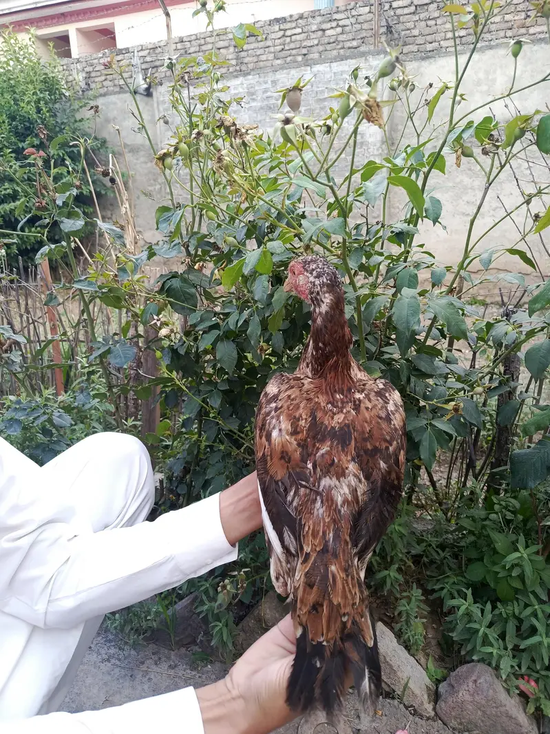 3 females and one chena male best top quality for shock and breeding — photo 12