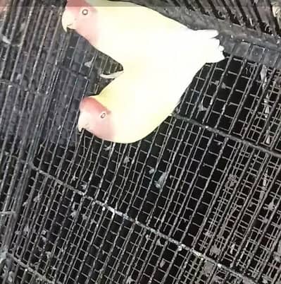 lovebirds breeder pair