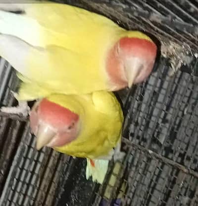 lovebirds breeder pair