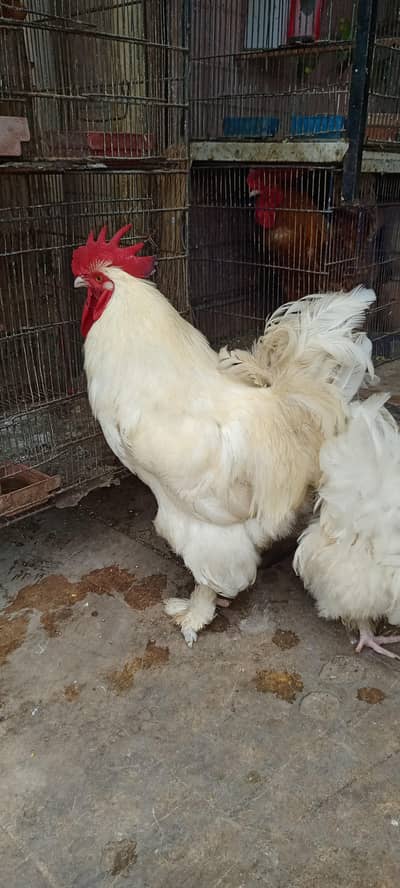 White buff breeder pair and  green ringneck breeder  pair