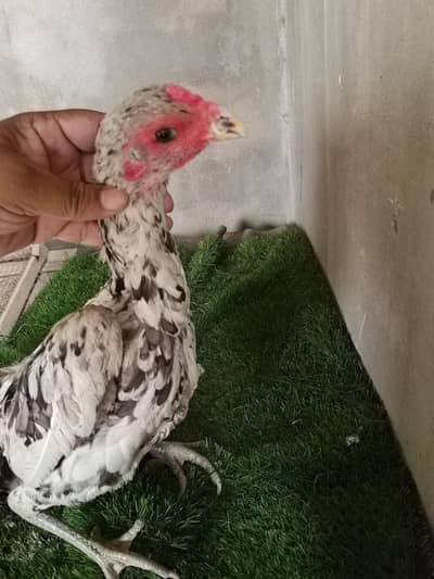 burmi chicks and  burmi pakoi female and panus pakoya patha