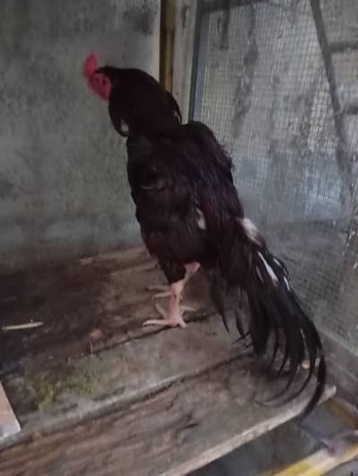 aseel hera and lakha breed pathay.