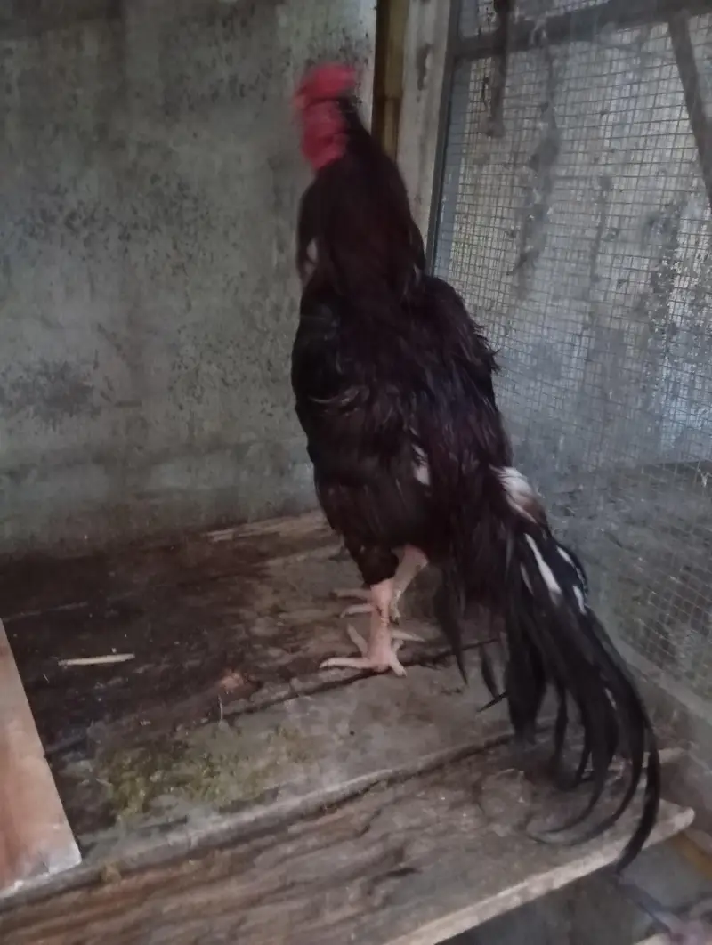 aseel hera and lakha breed pathay. — photo 2