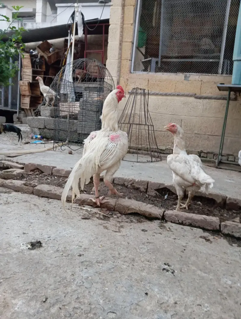 aseel hera and lakha breed pathay. — photo 3