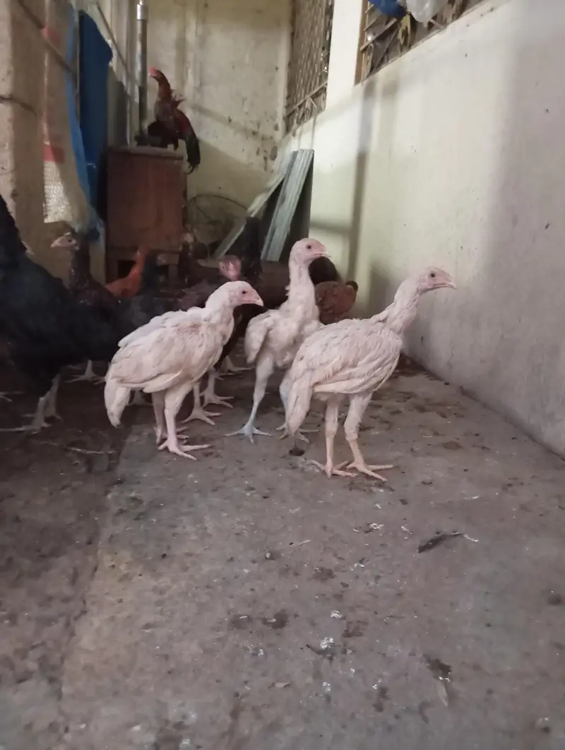 aseel hera and lakha breed pathay. — photo 4