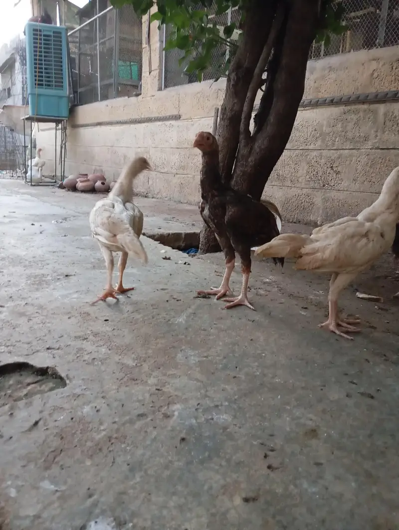 aseel hera and lakha breed pathay. — photo 5