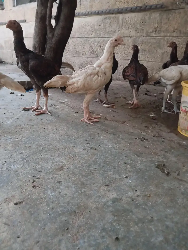 aseel hera and lakha breed pathay. — photo 6