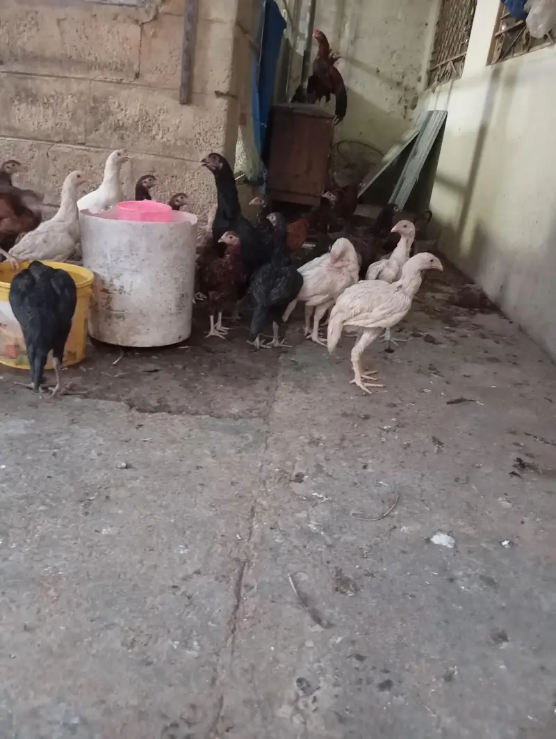 aseel hera and lakha breed pathay. — photo 7