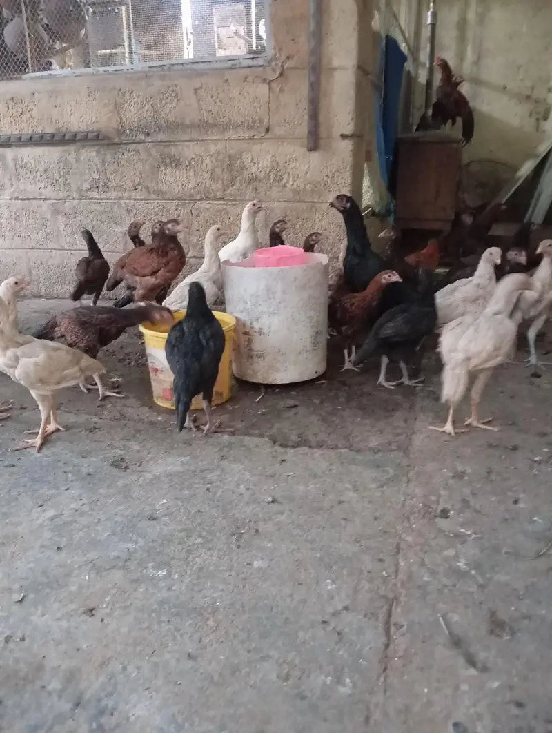 aseel hera and lakha breed pathay. — photo 8