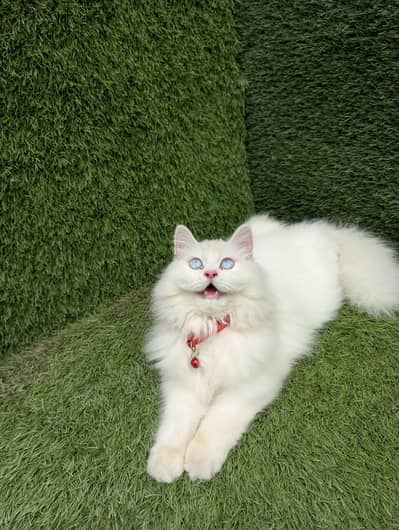 blue eyes Persian cat