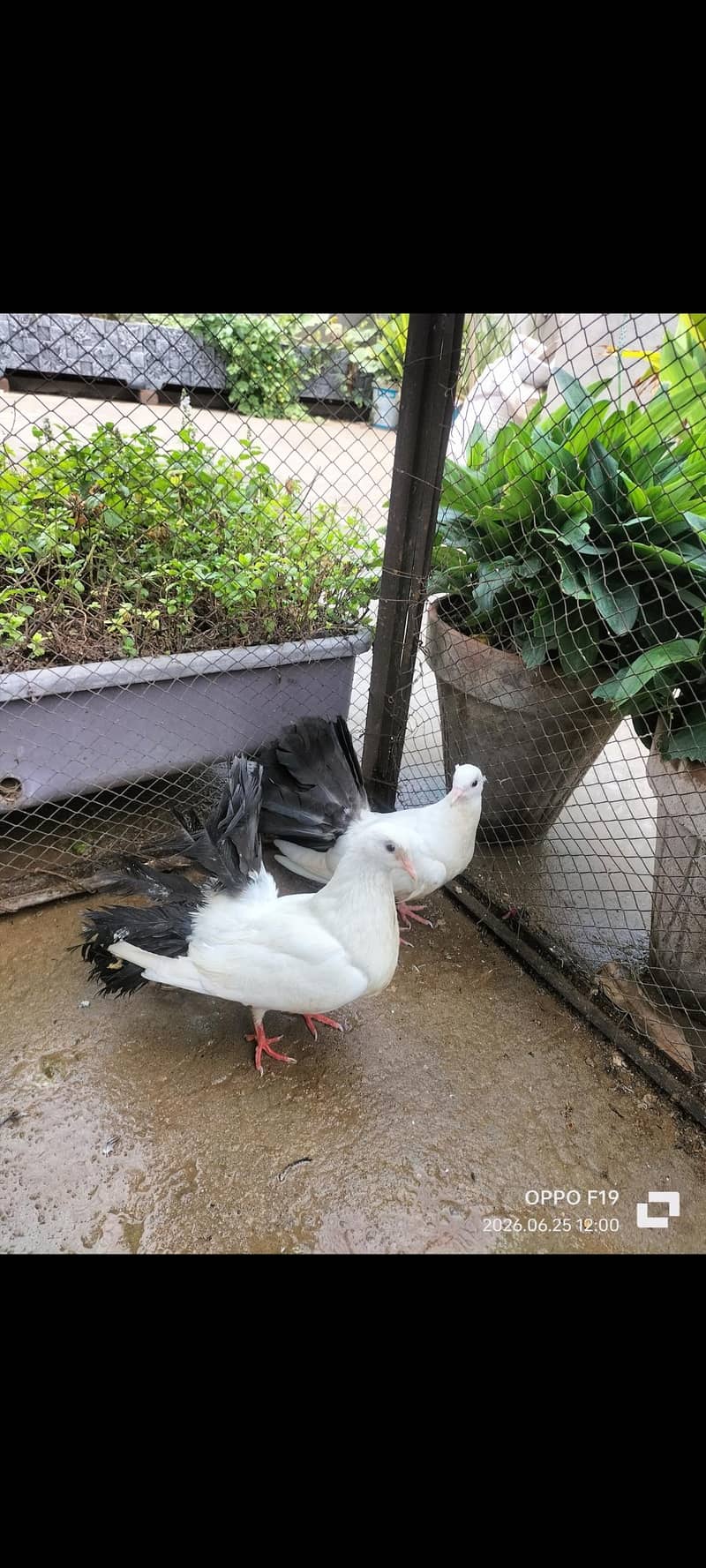 fancy lucky pair 0