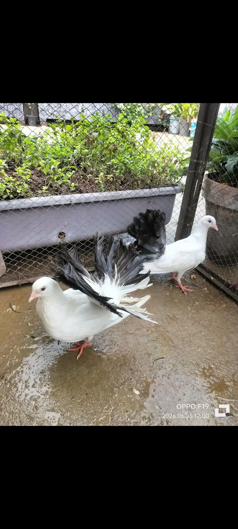 fancy lucky pair — photo 2