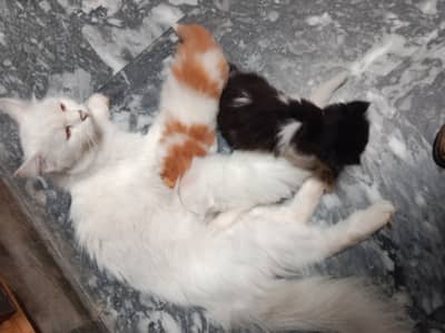 3 x tripple coated Persian Cat Kittens, cat babies available for sale