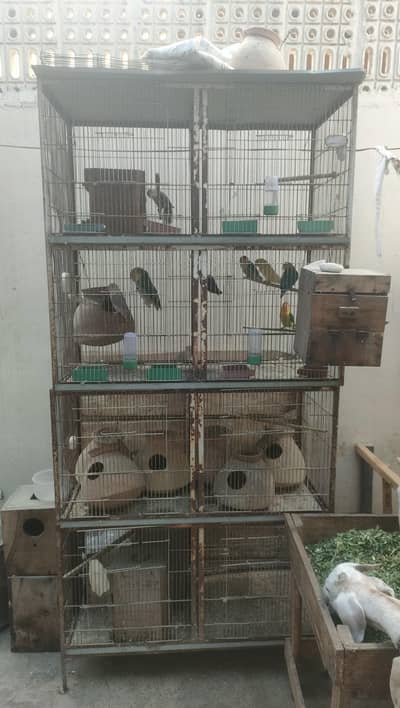 8 portion cage 6 lovebirds pair