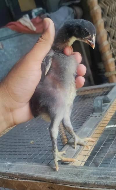 Thai Burmi Pakoye Dragon Heera Parmoz Aseel Chick's Available