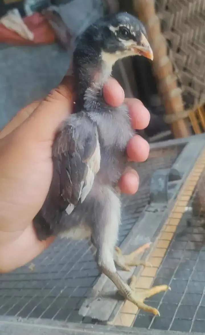Thai Burmi Pakoye Dragon Heera Parmoz Aseel Chick's Available — photo 12